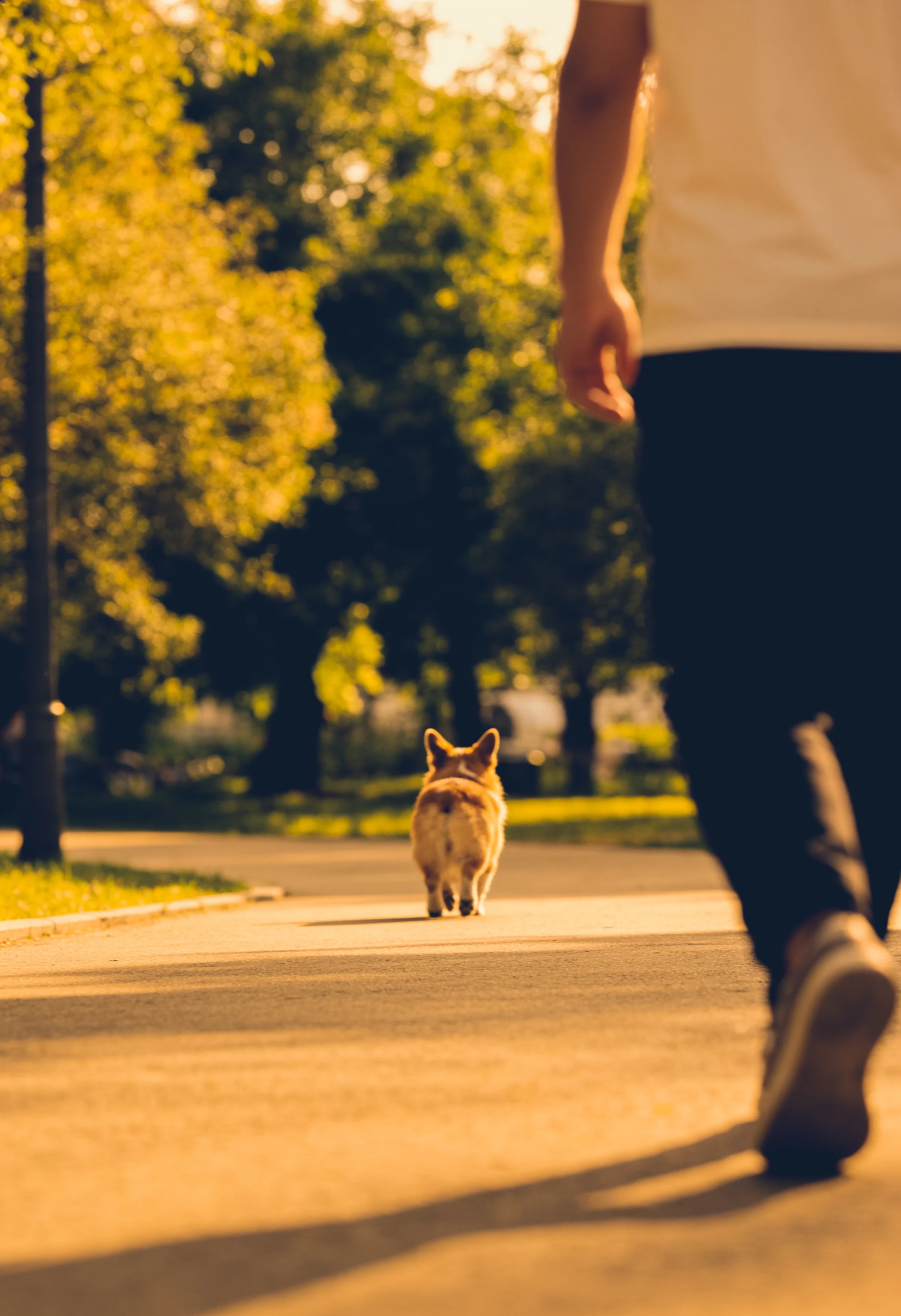 Pet-Friendly Living